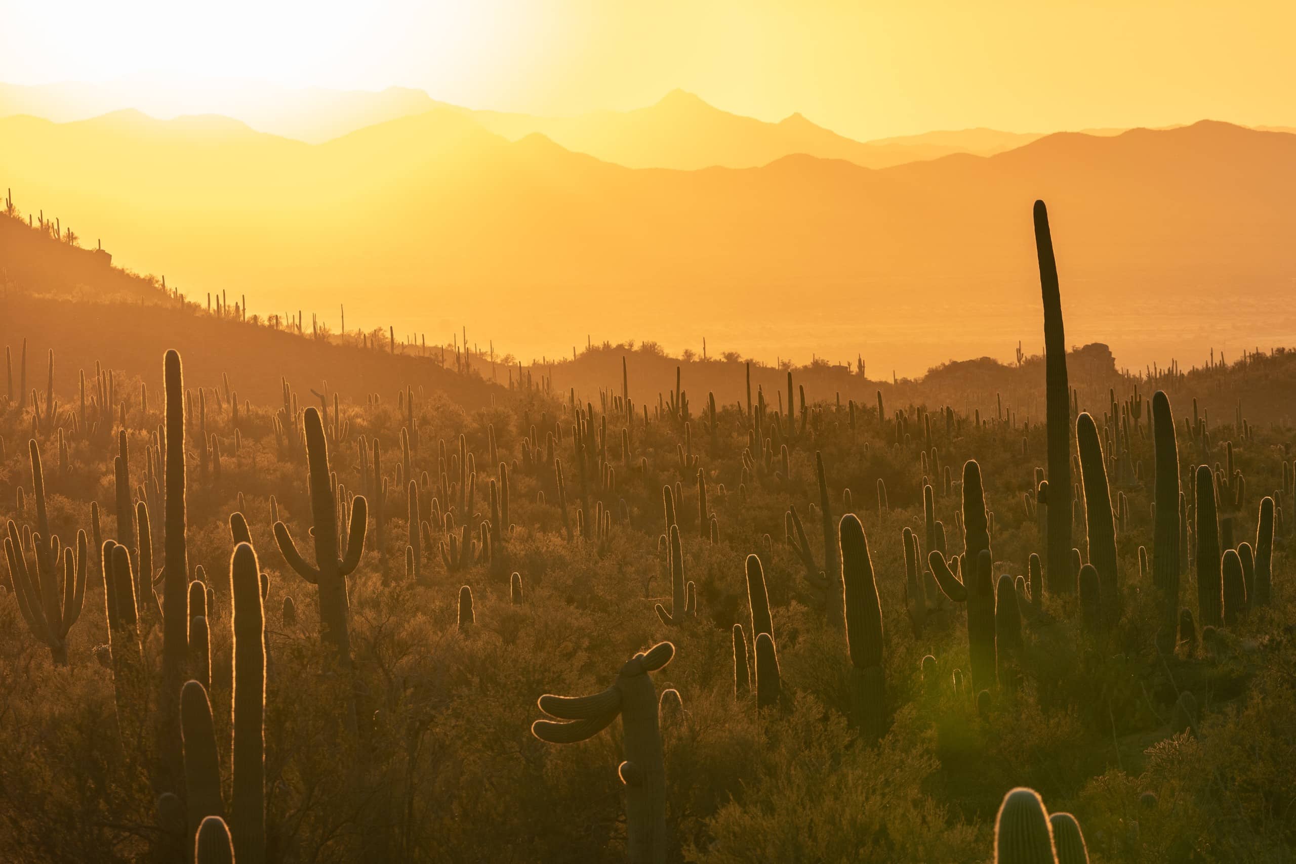 Cacti in Arizona.